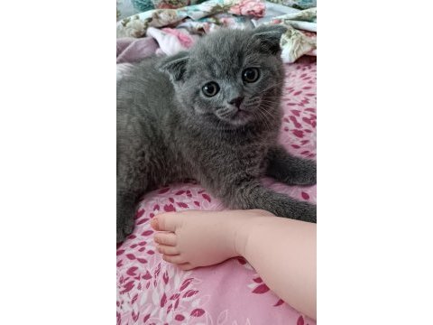 Sevimli kedimiz yeni yuvasına gitmeye hazır