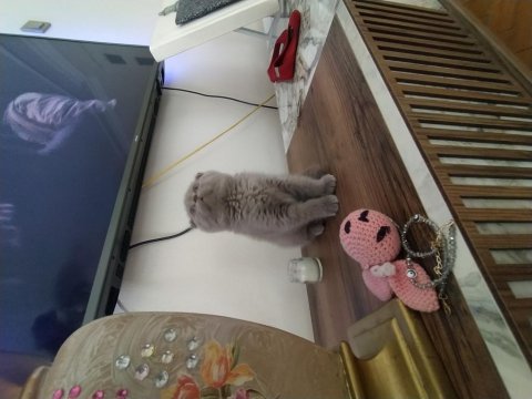 Daha iyisi yok scottish fold