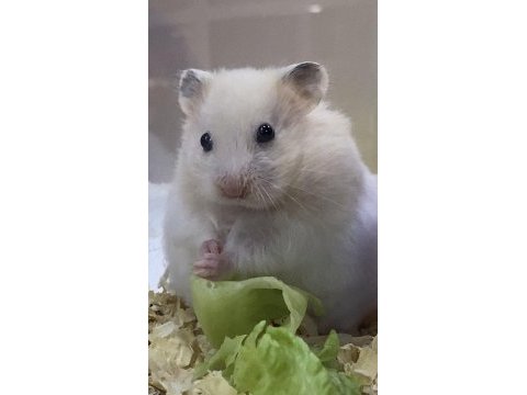 Hamster antalya adrese aynı gün teslim