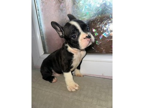 Yakışıklı french bulldog ailesini bekliyor