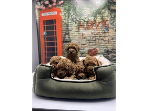 Irk garantili toy poodle yavrularımız @petclubadanaa