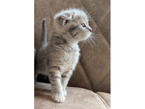 Ev ortamında scottish fold bebekler