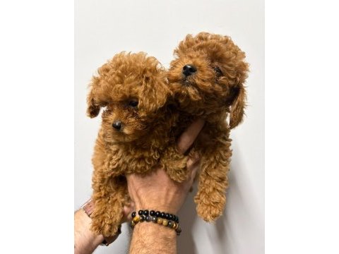 Kore poodle yavrular