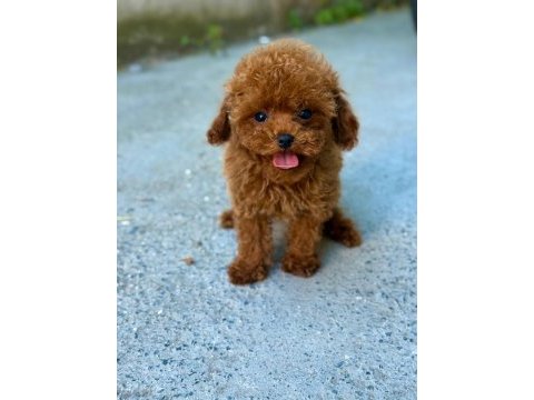 3 aylık erkek ve dişi kore poodle yavrular