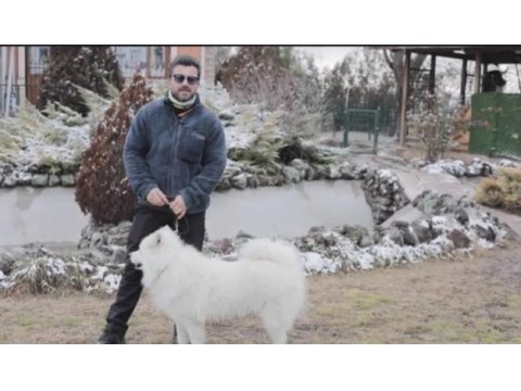 Orijinal samoyed köpeğimiz