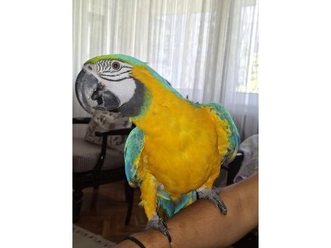İsmi rıfkı evraklı macaw