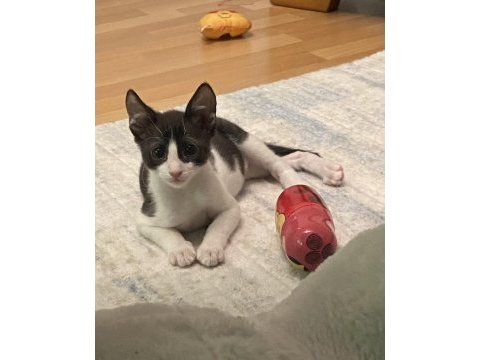 Kedi sevgimiz