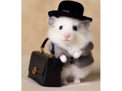 Aynı gün adrese teslim hamster yavru ve setleri