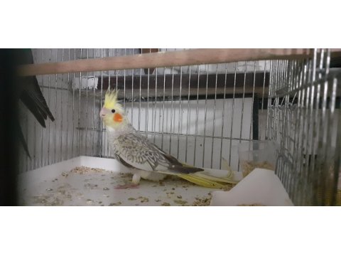 Balıkesir sultan papağanı