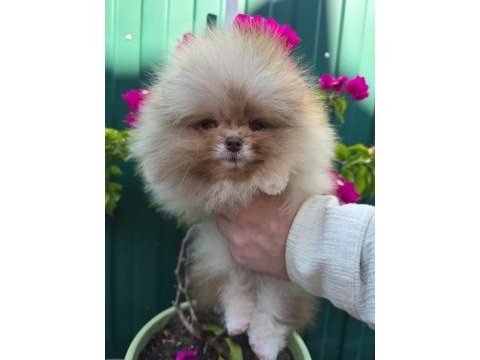 Pomeranian boo micro erkek full şecereli