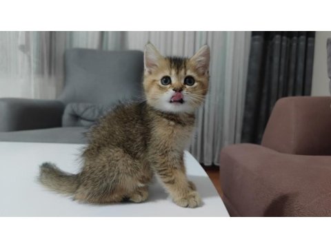 10 ağustos itibariyle 60 günlük british shorthair yavrular
