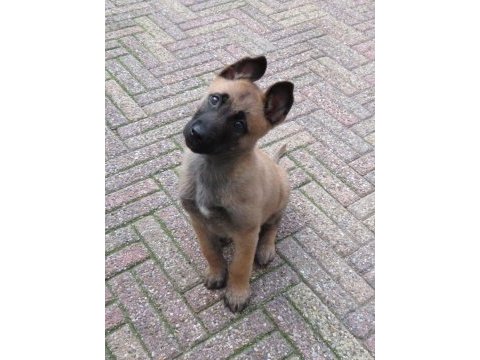 Hırs küpü belçika malinois yavrular