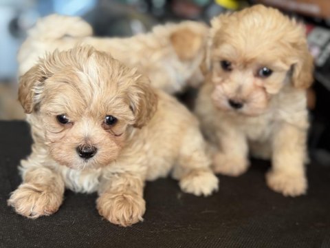 Petmode köpek çiftliğinde ziyarete açık maltipoo
