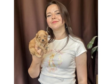 Maltipoo yavru merkezinde ailesini bekliyor