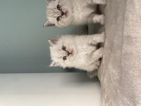 British longhair scottish fold british erkekler