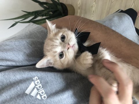 1 aylık yavru british shorthair