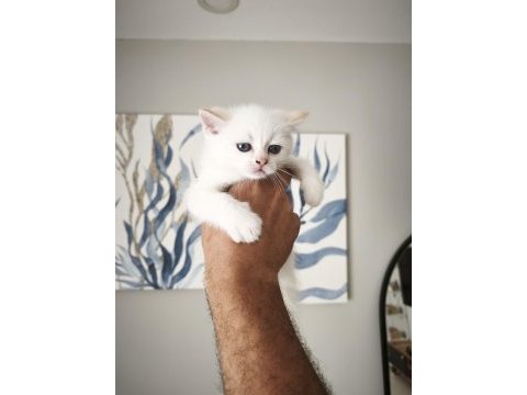 45 günlük eğitimli scottish fold