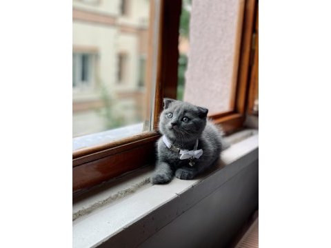 Scottish fold gri renk kedimiz