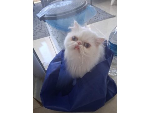 İran kedisi 1 yaşında