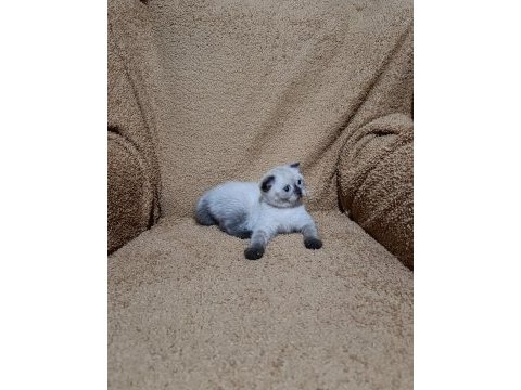 Scottish fold shorthair çikolata point