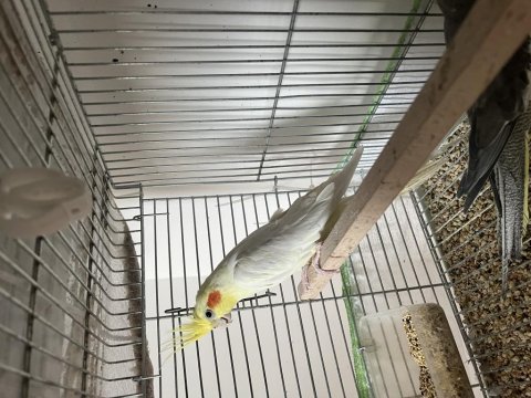 Kırmızı göz yaşında lutino dişi sultan papağanı