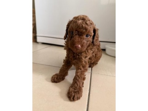 Irk onaylı dark brown toy poodle