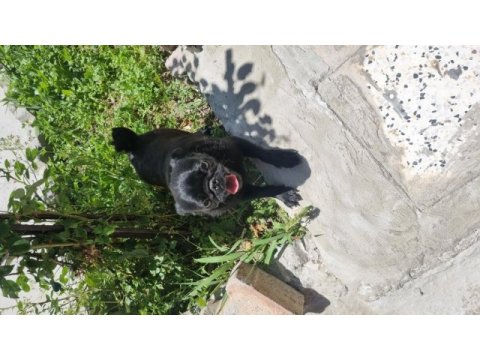 1 yaşına yeni girdi siyah hatasız pug