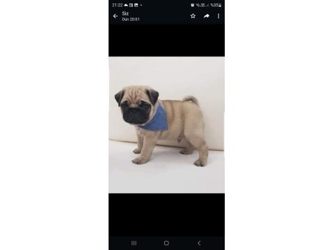 Safkan orjinal pug yavruları