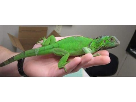 İnsana alışkın yavru yeşil iguana