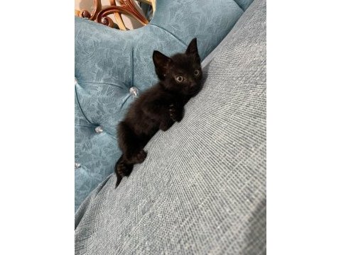Ücretsiz sahiplendirme british shorthair