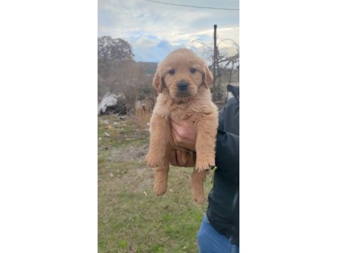Golden retriever köpeği