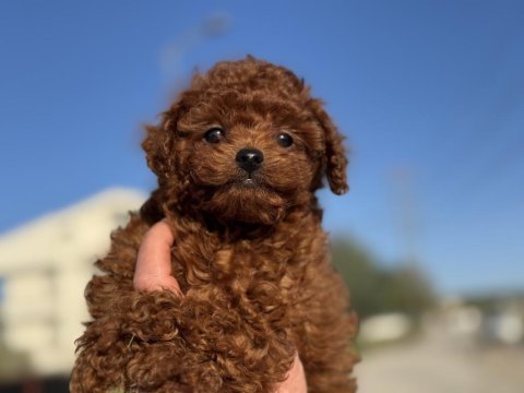 Ruhsatlı çiftlikde ziyarete açık kore toy poodle