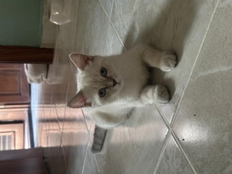3 aylık british shorthair yavrular