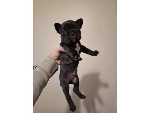 French bulldog bebekler yeni yuva bekliyorlar