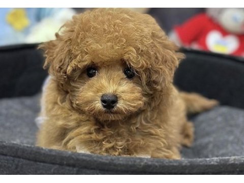 Maltipoo safkan