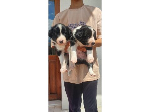 Border collie erkek