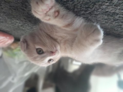2 aylık scottish fold yavrularımız