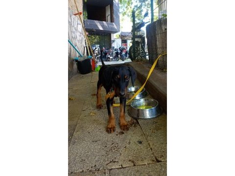 9 haftalık doberman yavrusu