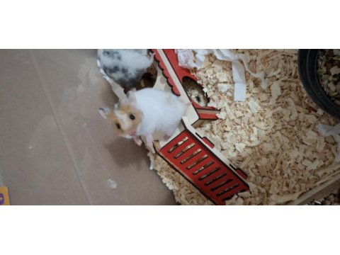 Yavru suriye hamster