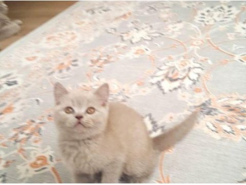 A kalite british shorthair yavrular sahiplendirilecektir