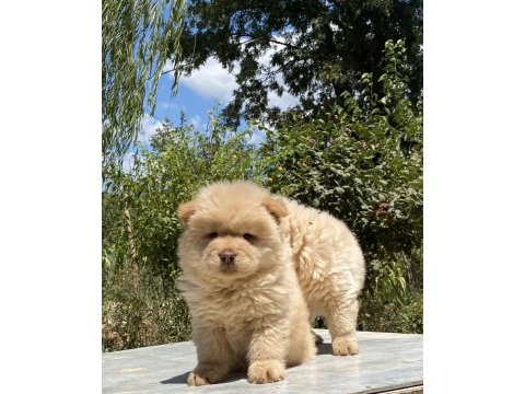 Chow chow çin aslanı