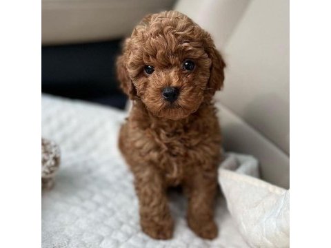 Minik toy poodle bebekler