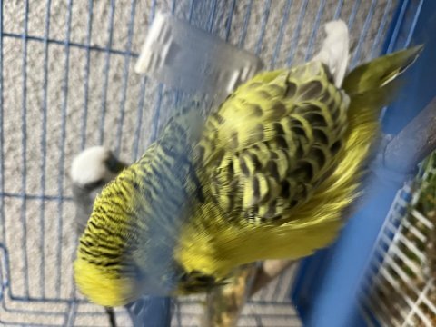Takım yumurtlama garantili muhabbet kuşlar