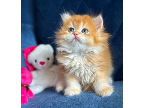 Show kalite british longhair golden yavrular