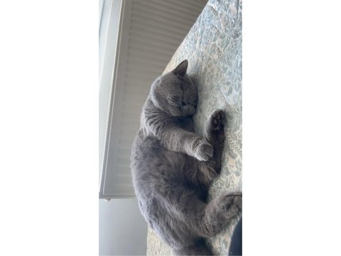 2 yaşında kedimi mecburiyettten s w ahiplendireceğim