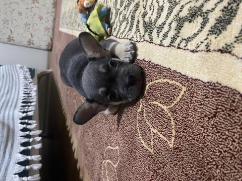 A kalite scrli babadan blue tan fransız bulldog yavru