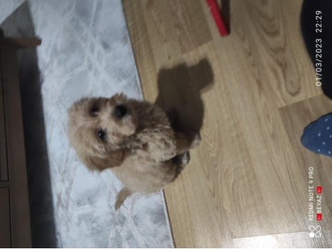 10 aralık doğumlu 3 aylık dişi çipli karneli maltipoo