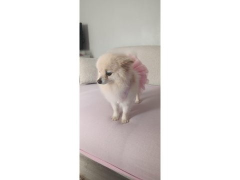 Pomeranian boo erkek ve dişi yavrularımız