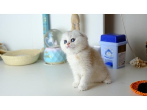 Scottish fold top kafa silver yavrumuz