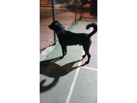 2 yaşında labrador ismi oreo açıklama